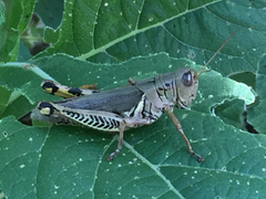 Orthoptera