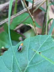 Cyclotrypema furcata