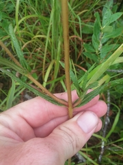 Helianthus heterophyllus