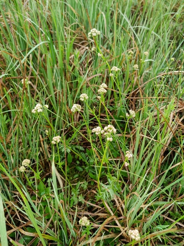 Image of Valeriana dioica by (c) carnifex, some rights reserved (CC BY)