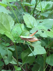 Orthoptera