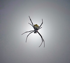 Argiope
