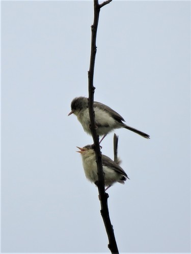 Buff-bellied Warbler (Phyllolais pulchella), photo 2
