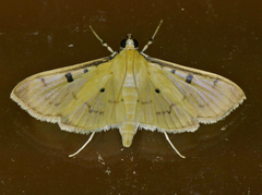 Lygropia tripunctata