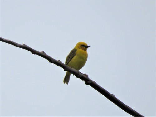 Slender-billed Weaver (Ploceus pelzelni), photo 10