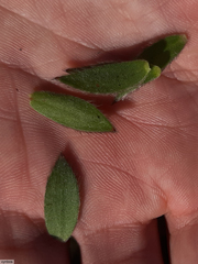 Mimetes palustris