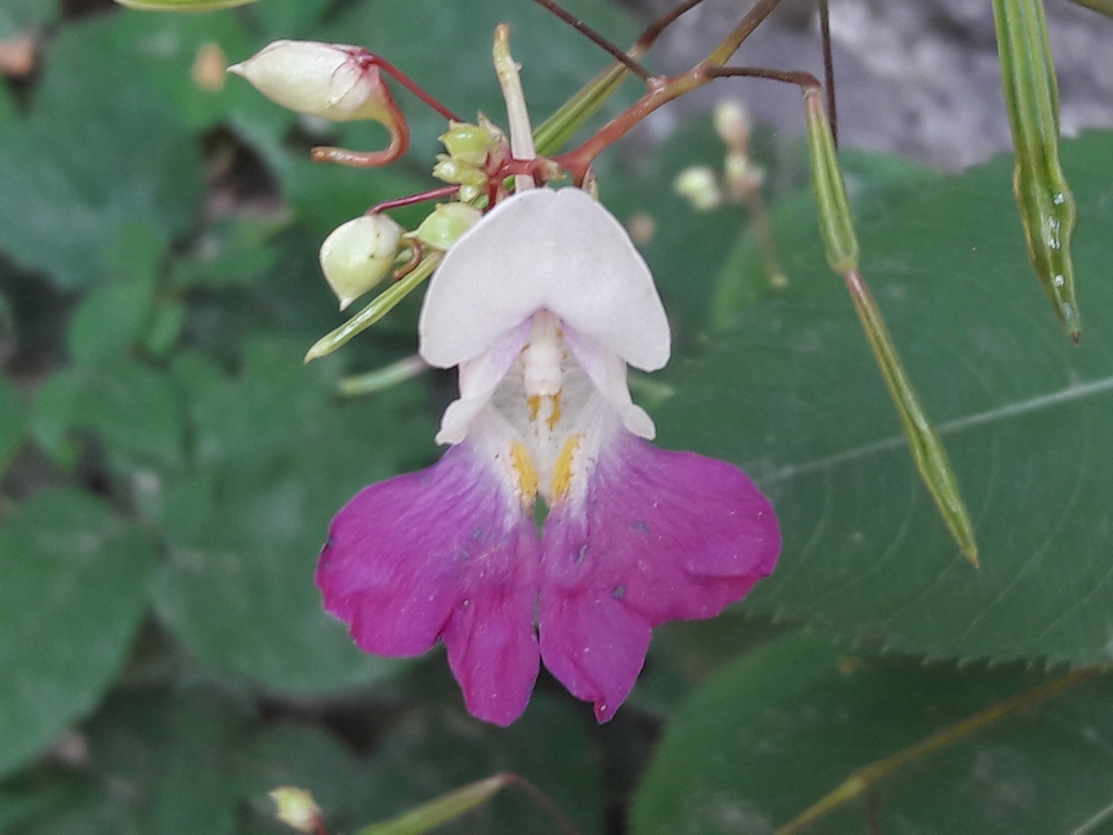Kashmir Balsam