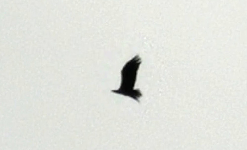 Haliaeetus albicilla