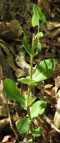 Image of Lonicera albiflora by (c) saltyhiker, some rights reserved (CC BY)