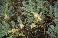 Astragalus caucasicus