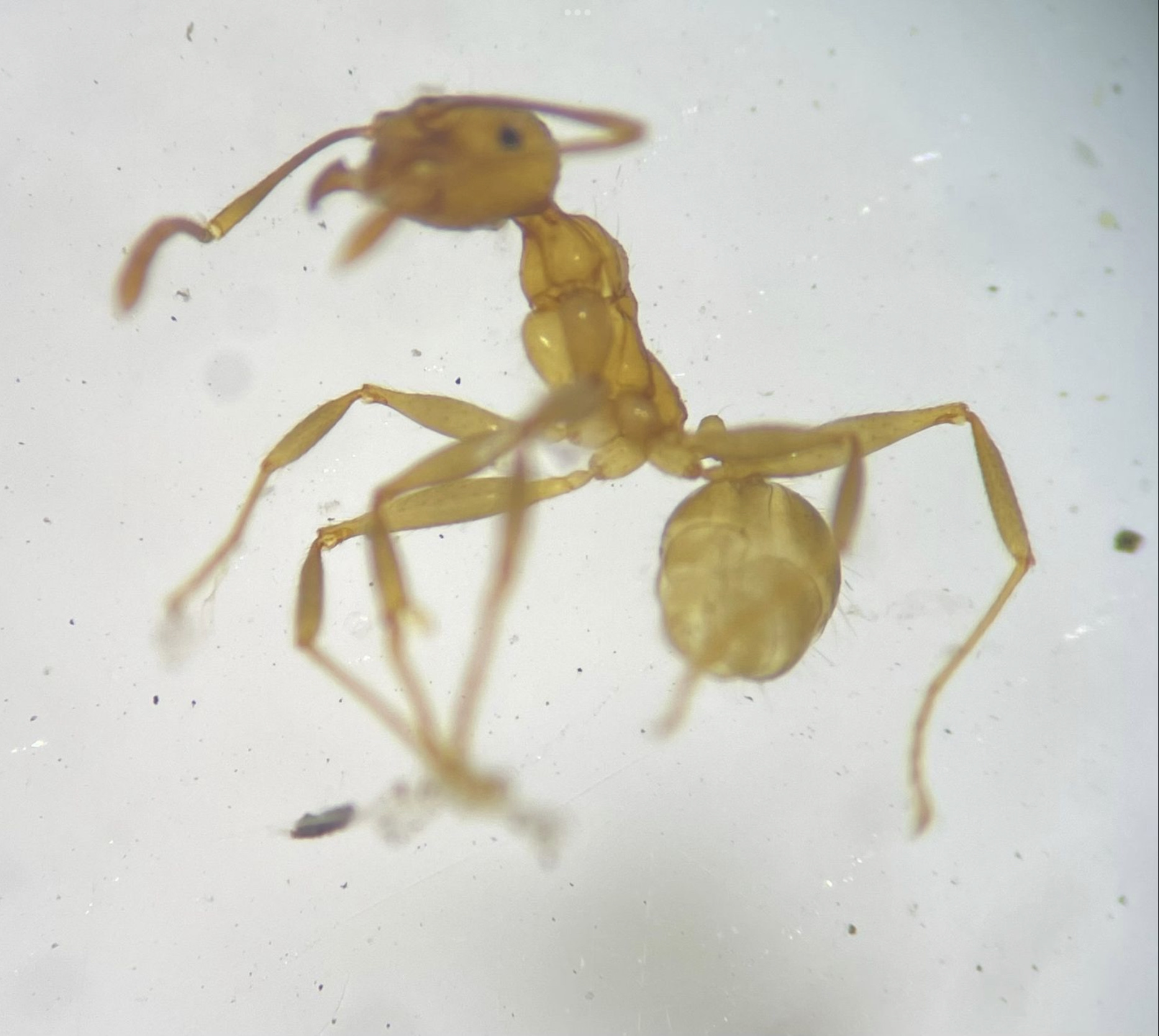 Pheidole alfaroi
