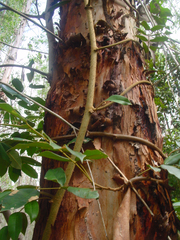 Machaerium condensatum