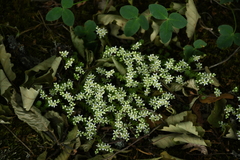 Sedum gracile