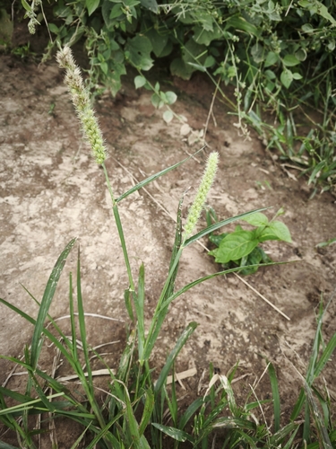 Cenchrus brownii observed 2025-04-25