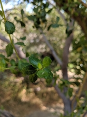 Baccharis pilularis