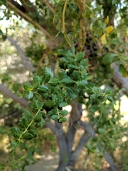 Baccharis pilularis