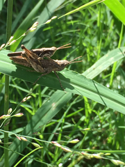 Orthoptera