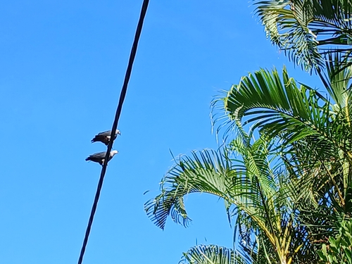 Pacific Imperial Pigeon (Ducula pacifica)