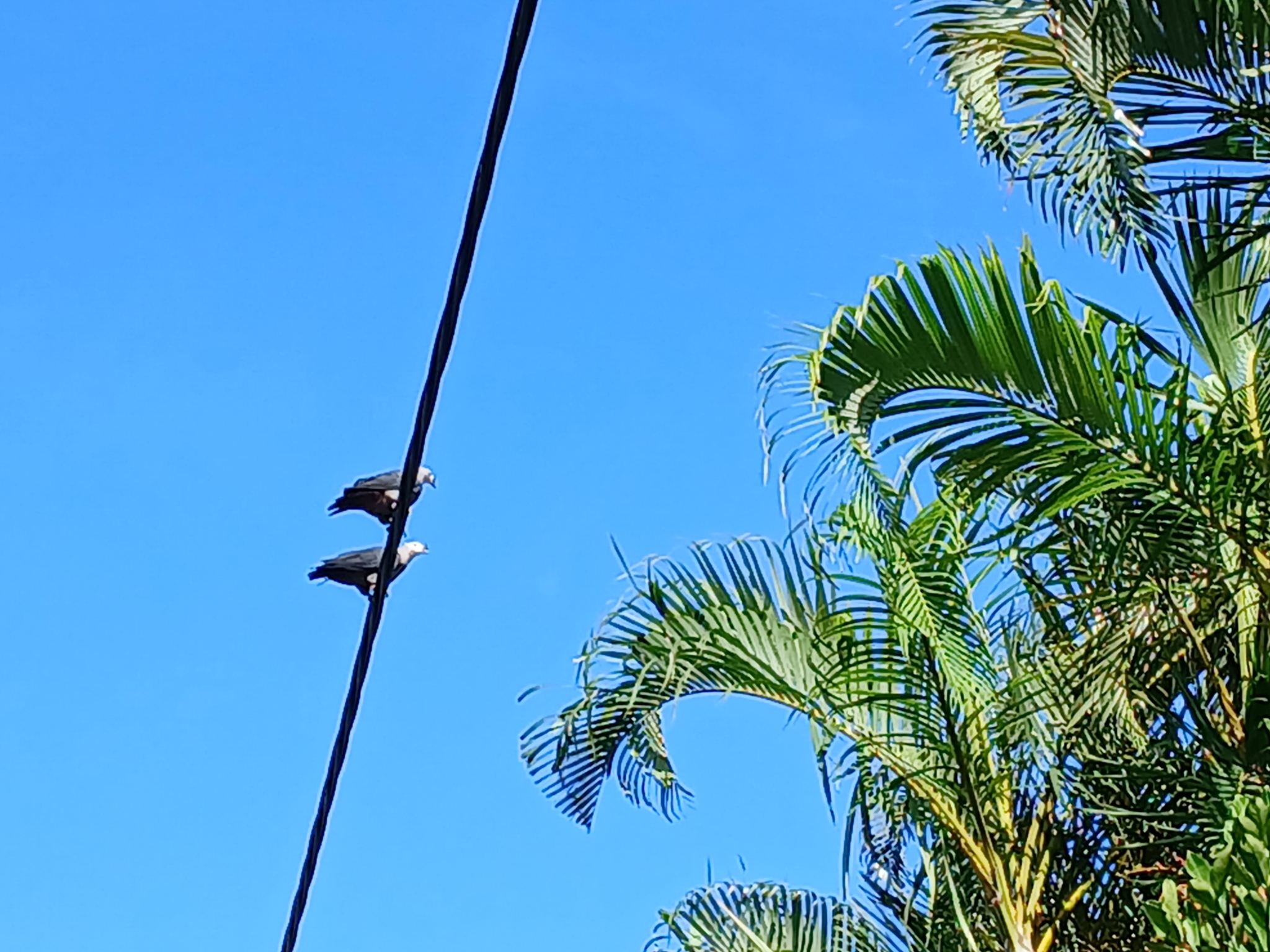 Pacific Imperial Pigeon (Ducula pacifica), photo 1
