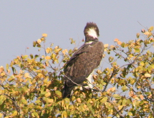 Martial Eagle