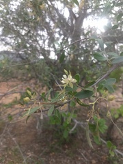 Cadaba fruticosa