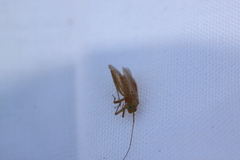 Ectobius pallidus