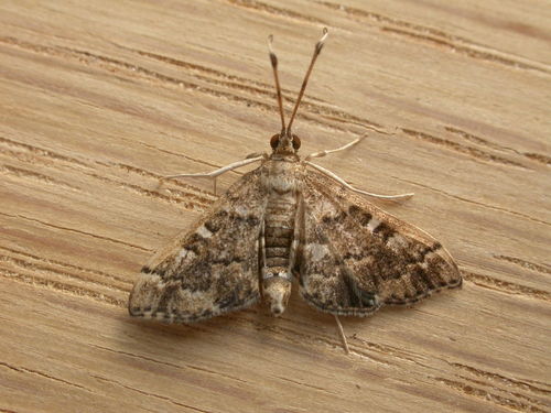 Nacoleia rhoeoalis photo 3