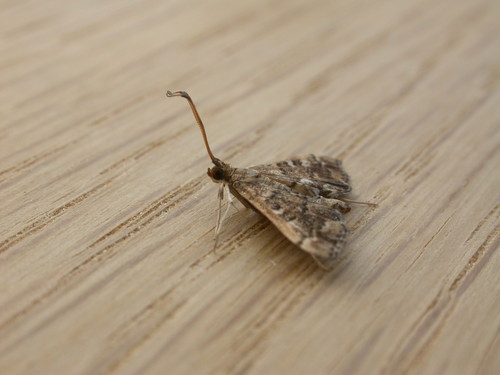 Nacoleia rhoeoalis photo 4