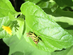 Orthoptera