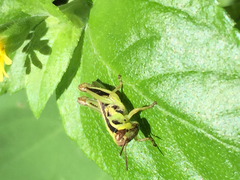 Orthoptera