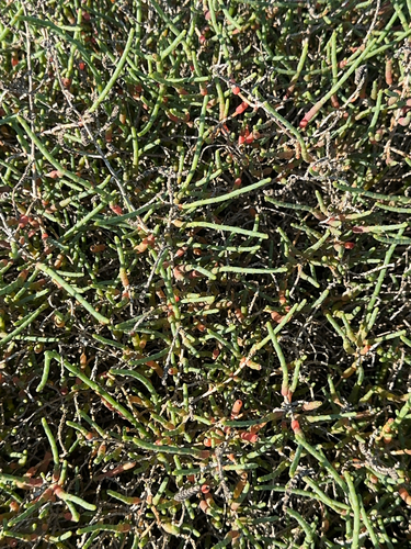 Image of Salicornia fruticosa by (c) Codrin Bucur, some rights reserved (CC BY)