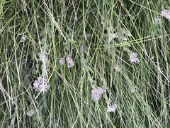 Symphyotrichum bracteolatum