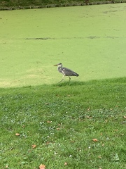 Ardea cinerea