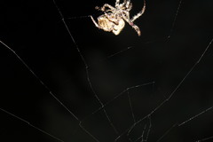 Araneus angulatus