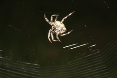 Araneus angulatus