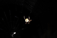 Araneus angulatus