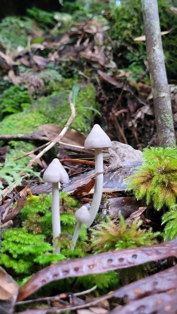 Entoloma canoconicum · April 2025 · photo: © s83482 (iNaturalist, cc-by)