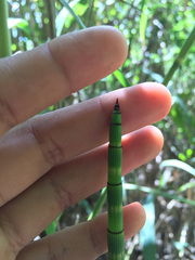 Equisetum myriochaetum