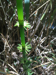 Equisetum myriochaetum