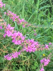 Lythrum salicaria