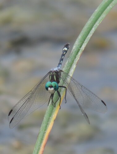 Thornbush Dasher photo 6