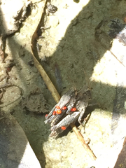Acrididae