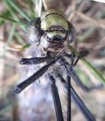 Aeshna interrupta