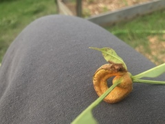 Puccinia sparganioidis