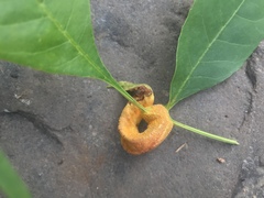 Puccinia sparganioidis