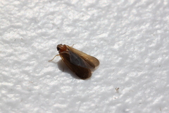 Synecdoche impunctata