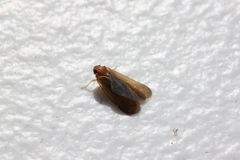 Synecdoche impunctata