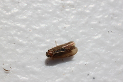 Synecdoche impunctata