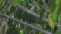 Machaerium condensatum