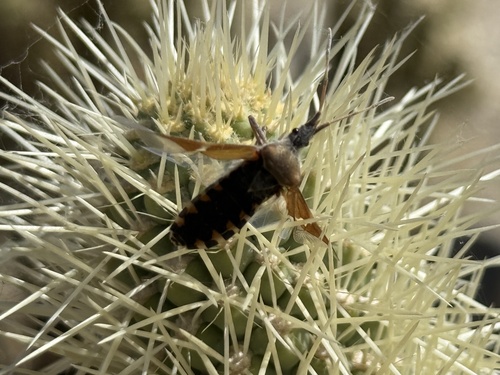 Western Leaf-footed Bug photo 6